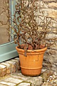 DAYLESFORD ORGANIC, GLOUCESTERSHIRE: TERRACOTTA CONTAINER BY BACK DOOR PLANTED WITH CORYLUS AVELLANA CONTORTA, CONTORTED HAZEL, CORKSCREW, DECIDUOUS, SHRUB