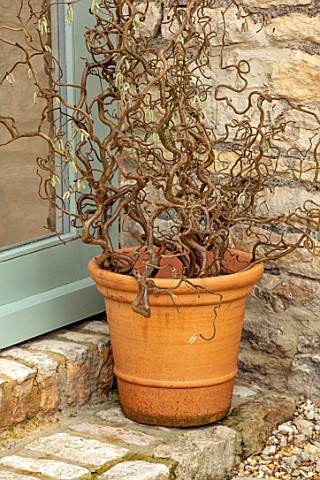 DAYLESFORD_ORGANIC_GLOUCESTERSHIRE_TERRACOTTA_CONTAINER_BY_BACK_DOOR_PLANTED_WITH_CORYLUS_AVELLANA_C