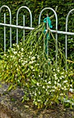 DAYLESFORD ORGANIC, GLOUCESTERSHIRE: YEW HEDGE, HEDGING, METAL RAILINGS, BUNCH, PICKED, FORAGED, MISTLETOE, WHITE, BERRIES