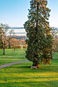 MORTON HALL GARDENS, WORCESTERSHIRE: LAWN, MEADOW, PARKLAND FROM ROOF OF HALL. SEQUOIADENDRON GIGANTEUM, WELLINGTONIA, GIANT SEQUOIA, GIANT REDWOOD, CONIFERS