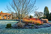 ST TIMOTHEE, BERKSHIRE - LAWN, FROST, FROSTY, WINTER, JANUARY, BED, BORDER, RED STEMS OF CORNUS SANGUINEA MIDWINTER FIRE, DOGWOODS, STEMS