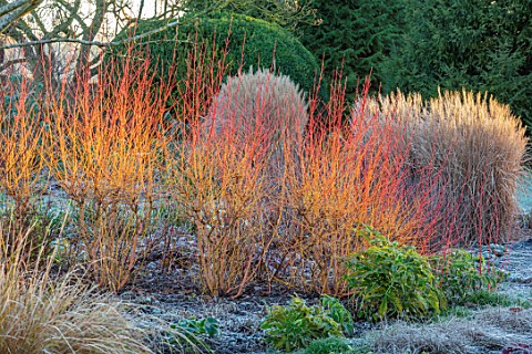 ST_TIMOTHEE_BERKSHIRE__LAWN_FROST_FROSTY_WINTER_JANUARY_BED_BORDER_RED_STEMS_OF_CORNUS_SANGUINEA_MID