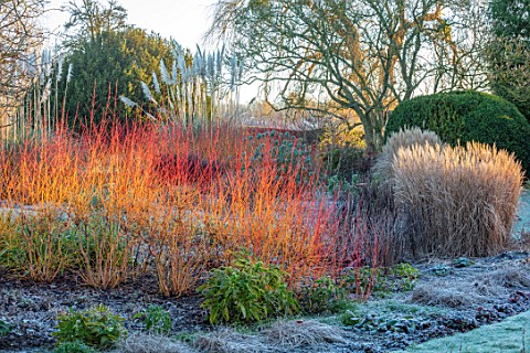 ST_TIMOTHEE_BERKSHIRE__LAWN_FROST_FROSTY_WINTER_JANUARY_BED_BORDER_RED_STEMS_OF_CORNUS_SANGUINEA_MID