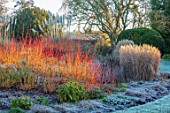 ST TIMOTHEE, BERKSHIRE - LAWN, FROST, FROSTY, WINTER, JANUARY, BED, BORDER, RED STEMS OF CORNUS SANGUINEA MIDWINTER FIRE, DOGWOODS, STEMS