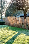 ST TIMOTHEE, BERKSHIRE - LAWN, HEDGE, HEDGING, ROW OF CALAMAGROSTIS X ACUTIFLORA KARL FOERSTER, OUTBUILDING, WINTER, FROSTY, ENGLISH, COUNTRY, GARDEN