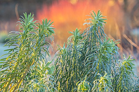 ST_TIMOTHEE_BERKSHIRE__CLOSE_UP_PORTRAIT_OF_EUPHORBIA_CHARACIAS_SUBSPWULFENII_WINTER_FROST_FROSTY_PE