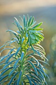 ST TIMOTHEE, BERKSHIRE - CLOSE UP PORTRAIT OF EUPHORBIA CHARACIAS SUBSP.WULFENII, WINTER, FROST, FROSTY, PERENNIALS, EVERGREENS