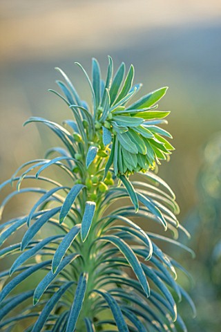 ST_TIMOTHEE_BERKSHIRE__CLOSE_UP_PORTRAIT_OF_EUPHORBIA_CHARACIAS_SUBSPWULFENII_WINTER_FROST_FROSTY_PE