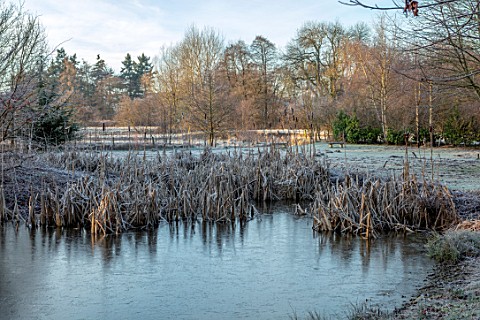 BRYANS_GROUND_HEREFORDSHIRE_WINTER_LAKE_POOL_POND_BULLRUSHES_COUNTRY_GARDEN_FROST_FROSTY