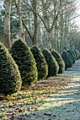 BRYANS GROUND, HEREFORDSHIRE - THE POPLAR AVENUE, CRICKET WOOD, POPLARS, POPULUS ALBA, HEDGES, HEDGING, FROST, FROSTY, WINTER, FORMAL, PATH