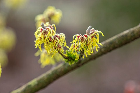 BRYANS_GROUND_HEREFORDSHIRE__CLOSE_UP_PORTRAIT_OF_THE_YELLOW_FLOWERS_OF_WITCH_HAZEL_HAMAMELIS_MOLLIS