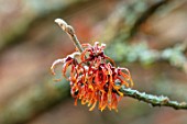 BRYANS GROUND, HEREFORDSHIRE - CLOSE UP PORTRAIT OF THE RED FLOWERS OF WITCH HAZEL, HAMAMELIS X INTERMEDIA DIANE, ORANGE, RED, SHRUBS, SCENT, FRAGRANT