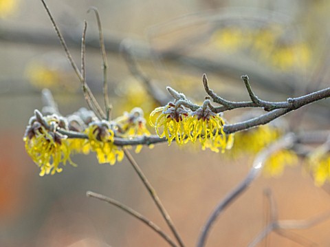BRYANS_GROUND_HEREFORDSHIRE__CLOSE_UP_PORTRAIT_OF_THE_YELLOW_FLOWERS_OF_WITCH_HAZEL_HAMAMELIS_MOLLIS