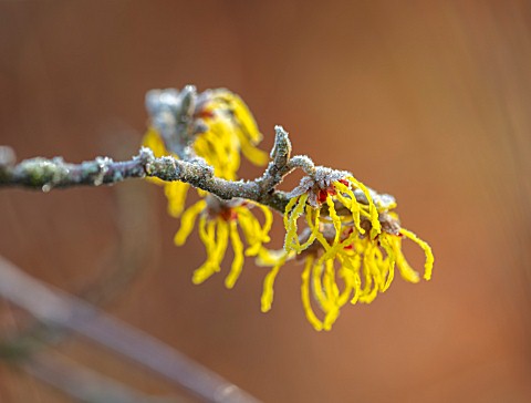 BRYANS_GROUND_HEREFORDSHIRE__CLOSE_UP_PORTRAIT_OF_THE_YELLOW_FLOWERS_OF_WITCH_HAZEL_HAMAMELIS_X_INTE
