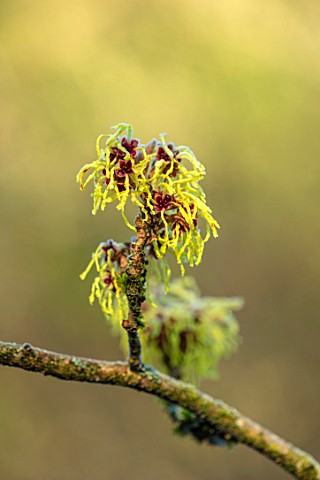 BRYANS_GROUND_HEREFORDSHIRE__CLOSE_UP_PORTRAIT_OF_THE_YELLOW_FLOWERS_OF_WITCH_HAZEL_HAMAMELIS_X_INTE