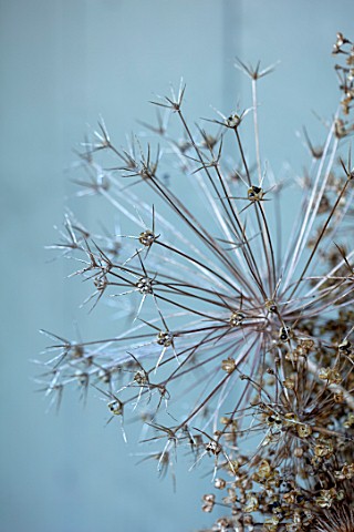 DESIGNER_JACKY_HOBBS__CHRISTMAS_WINTER_WREATH_SEED_HEADS_OF_ALLIUMS_BROWN_FORAGED_NATURAL_DECORATION