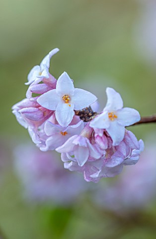MOTTISFONT_ABBEY_HAMPSHIRE_THE_NATIONAL_TRUST_CLOSE_UP_PORTRAIT_OF_THE_PALE_PINK_FLOWERS_OF_DAPHNE_B