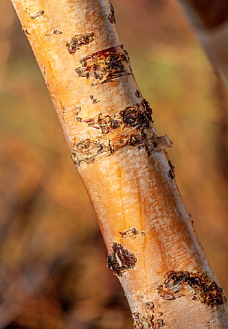 MOTTISFONT_ABBEY_HAMPSHIRE_THE_NATIONAL_TRUST_CLOSE_UP_OF_TRUNKS_OF_BETULA_BIRCH