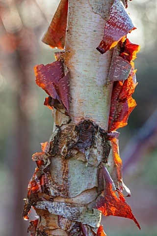 MOTTISFONT_ABBEY_HAMPSHIRE_THE_NATIONAL_TRUST_CLOSE_UP_OF_TRUNKS_OF_BETULA_BIRCH
