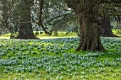 WADDESDON, EYTHROPE, BUCKINGHAMSHIRE: DRIFTS OF SNOWDROPS IN PARKLAND. GALANTHUS MAGNET, SHEETS, WHITE, FLOWERS, TREES, PARKS, JANUARY, WINTER, FLOWERING