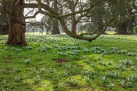 WADDESDON_EYTHROPE_BUCKINGHAMSHIRE_DRIFTS_OF_SNOWDROPS_IN_PARKLAND_GALANTHUS_MAGNET_SHEETS_WHITE_FLO