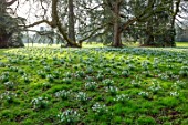 WADDESDON, EYTHROPE, BUCKINGHAMSHIRE: DRIFTS OF SNOWDROPS IN PARKLAND. GALANTHUS MAGNET, SHEETS, WHITE, FLOWERS, TREES, PARKS, JANUARY, WINTER, FLOWERING