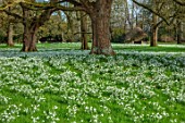 WADDESDON, EYTHROPE, BUCKINGHAMSHIRE: DRIFTS OF SNOWDROPS IN PARKLAND. GALANTHUS, SHEETS, WHITE, FLOWERS, TREES, PARKS, JANUARY, WINTER, FLOWERING