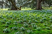WADDESDON, EYTHROPE, BUCKINGHAMSHIRE: DRIFTS OF SNOWDROPS IN PARKLAND. GALANTHUS, SHEETS, WHITE, FLOWERS, TREES, PARKS, JANUARY, WINTER, FLOWERING