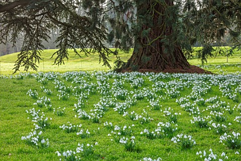 WADDESDON_EYTHROPE_BUCKINGHAMSHIRE_DRIFTS_OF_SNOWDROPS_IN_PARKLAND_GALANTHUS_SHEETS_WHITE_FLOWERS_TR