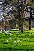 WADDESDON, EYTHROPE, BUCKINGHAMSHIRE: DRIFTS OF SNOWDROPS IN PARKLAND. GALANTHUS, SHEETS, WHITE, FLOWERS, TREES, PARKS, JANUARY, WINTER, FLOWERING, LAKE, WATER