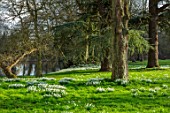 WADDESDON, EYTHROPE, BUCKINGHAMSHIRE: DRIFTS OF SNOWDROPS IN PARKLAND. GALANTHUS, SHEETS, WHITE, FLOWERS, TREES, PARKS, JANUARY, WINTER, FLOWERING, LAKE, WATER