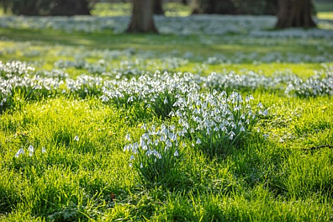 WADDESDON_EYTHROPE_BUCKINGHAMSHIRE_DRIFTS_OF_SNOWDROPS_IN_PARKLAND_GALANTHUS_SHEETS_WHITE_FLOWERS_TR