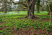 WADDESDON, EYTHROPE, BUCKINGHAMSHIRE: DRIFTS OF ACONITES IN PARKLAND. SHEETS, YELLOW, FLOWERS, TREES, PARKS, JANUARY, WINTER, FLOWERING