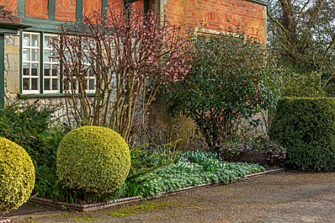 WADDESDON_EYTHROPE_BUCKINGHAMSHIRE_SNOWDROPS_AND_VIBURNUM_IN_FLOWER_BESIDE_THE_HOUSE_BORDERS_WINTER_