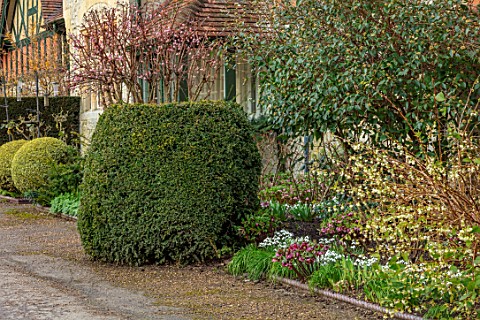 WADDESDON_EYTHROPE_BUCKINGHAMSHIRE_SNOWDROPS_HELLEBORES_AND_VIBURNUM_IN_FLOWER_BESIDE_THE_HOUSE_BORD