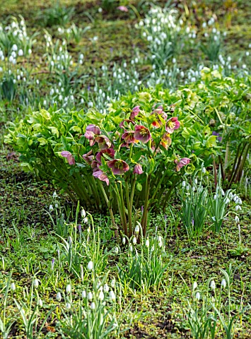 WADDESDON_EYTHROPE_BUCKINGHAMSHIRE_SNOWDROPS_AND_HELLEBORES_IN_THE_WOODLAND_WINTER_JANUARY_DRIFTS_WH
