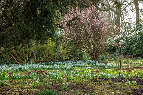 WADDESDON_EYTHROPE_BUCKINGHAMSHIRE_SNOWDROPS_AND_HELLEBORES_IN_THE_WOODLAND_WINTER_JANUARY_DRIFTS_WH