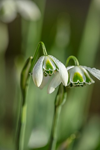 WADDESDON_EYTHROPE_BUCKINGHAMSHIRE_CLOSE_UP_PORTRAIT_OF_THE_WHITE_FLOWERS_OF_SNOWDROP_GALANTHUS_OPHE