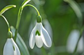 WADDESDON, EYTHROPE, BUCKINGHAMSHIRE: CLOSE UP PORTRAIT OF THE WHITE FLOWERS OF SNOWDROP, GALANTHUS MAGNET, AGM, BULBS, WINTER, JANUARY, FLOWERING, BLOOMS, BLOOMING
