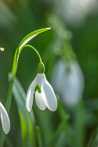 WADDESDON_EYTHROPE_BUCKINGHAMSHIRE_CLOSE_UP_PORTRAIT_OF_THE_WHITE_FLOWERS_OF_SNOWDROP_GALANTHUS_MAGN