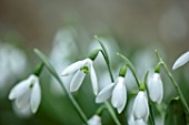 WADDESDON, EYTHROPE, BUCKINGHAMSHIRE: CLOSE UP PORTRAIT OF THE WHITE FLOWERS OF SNOWDROP, GALANTHUS ATKINSII, BULBS, WINTER, JANUARY, FLOWERING, BLOOMS, BLOOMING