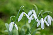 WADDESDON, EYTHROPE, BUCKINGHAMSHIRE: CLOSE UP PORTRAIT OF THE WHITE FLOWERS OF SNOWDROP, GALANTHUS CAUCASICUS BILL BAKER, BULBS, WINTER, JANUARY, FLOWERING, BLOOMS, BLOOMING