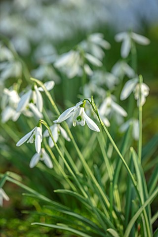 WADDESDON_EYTHROPE_BUCKINGHAMSHIRE_CLOSE_UP_PORTRAIT_OF_THE_WHITE_FLOWERS_OF_SNOWDROP_GALANTHUS_LIME