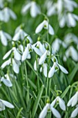 WADDESDON, EYTHROPE, BUCKINGHAMSHIRE: CLOSE UP PORTRAIT OF THE WHITE FLOWERS OF SNOWDROP, GALANTHUS LIMETREE, BULBS, WINTER, JANUARY, FLOWERING, BLOOMS, BLOOMING