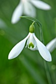 WADDESDON, EYTHROPE, BUCKINGHAMSHIRE: CLOSE UP PORTRAIT OF THE WHITE FLOWERS OF SNOWDROP, GALANTHUS LIMETREE, BULBS, WINTER, JANUARY, FLOWERING, BLOOMS, BLOOMING