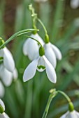 WADDESDON, EYTHROPE, BUCKINGHAMSHIRE: CLOSE UP PORTRAIT OF THE WHITE FLOWERS OF SNOWDROP, GALANTHUS MAGNET, BULBS, WINTER, JANUARY, FLOWERING, BLOOMS, BLOOMING