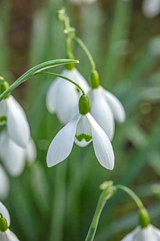 WADDESDON_EYTHROPE_BUCKINGHAMSHIRE_CLOSE_UP_PORTRAIT_OF_THE_WHITE_FLOWERS_OF_SNOWDROP_GALANTHUS_MAGN