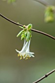 WADDESDON, EYTHROPE, BUCKINGHAMSHIRE: CLOSE UP PORTRAIT OF THE WHITE FLOWERS OF LONICERA ELISAE, WINTER, JANUARY, FLOWERING, BLOOMS, BLOOMING, FRAGRANT, SCENTED