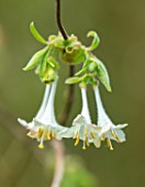 WADDESDON, EYTHROPE, BUCKINGHAMSHIRE: CLOSE UP PORTRAIT OF THE WHITE FLOWERS OF LONICERA ELISAE, WINTER, JANUARY, FLOWERING, BLOOMS, BLOOMING, FRAGRANT, SCENTED