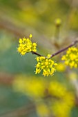 WADDESDON, EYTHROPE, BUCKINGHAMSHIRE: CLOSE UP PORTRAIT OF THE YELLOW FLOWERS OF CORNUS MAS, SHRUBS, WINTER, JANUARY, FLOWERING, BLOOMS, BLOOMING, FRAGRANT, SCENTED